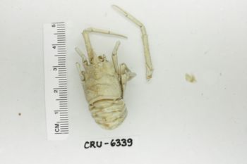 Media type: image;   Invertebrate Zoology CRU-6339 Description: Preserved specimen.;